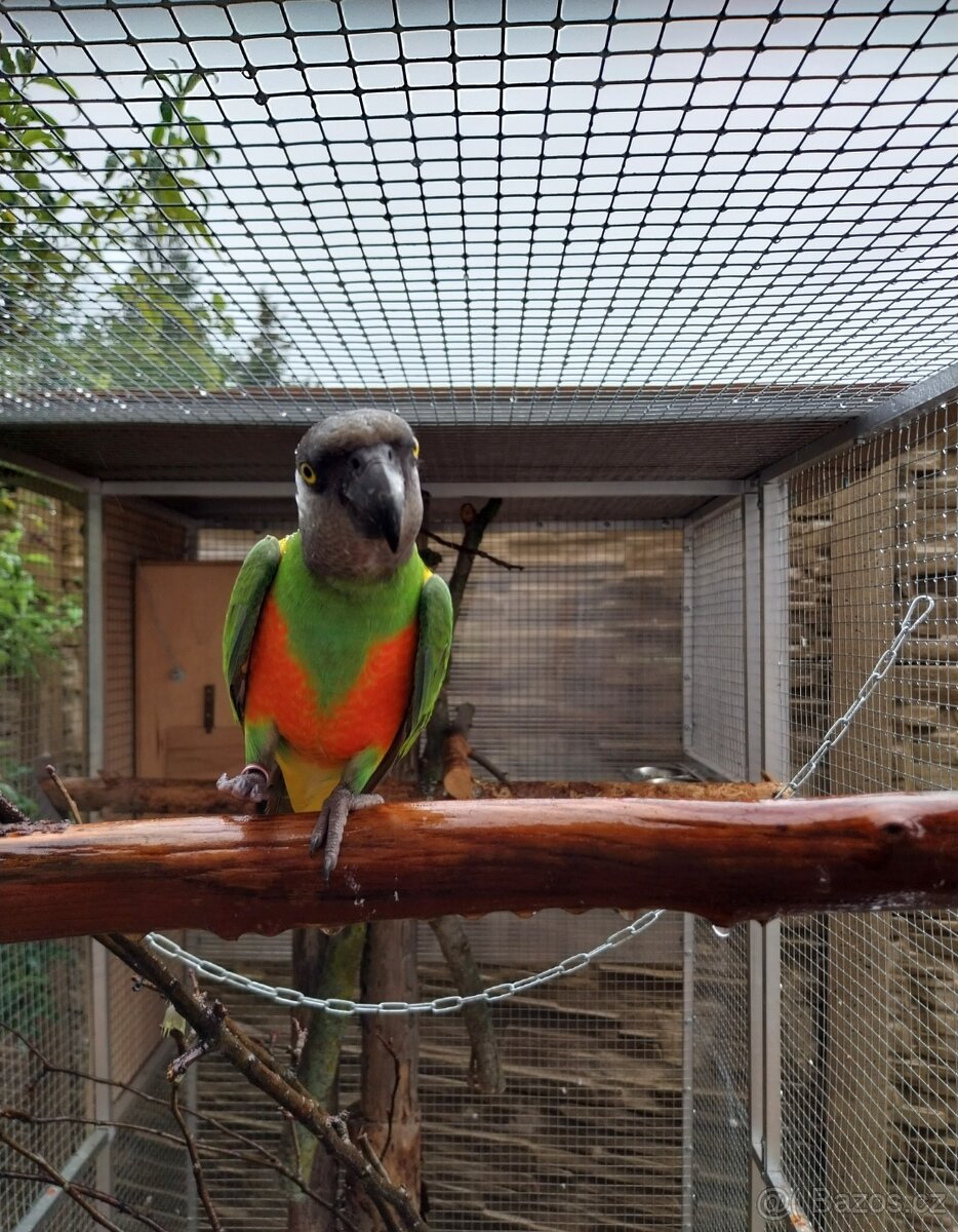 1.1. Žako Kongo,1.1.Pap.Senegálský,Amazonek Bělobřichý - 4