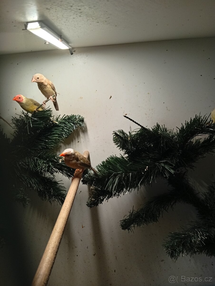 Astrild rakosní, rakosnik - 4