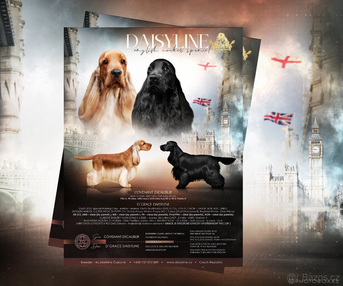 ✨ ANGLICKÝ KOKRŠPANĚL S PP ✨ - 4