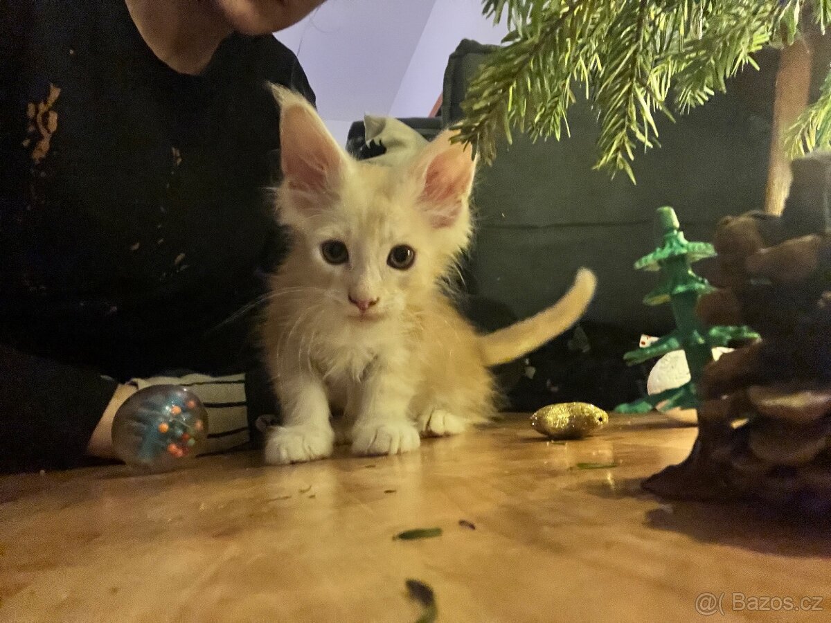 Mainská mývalí bez PP - 4