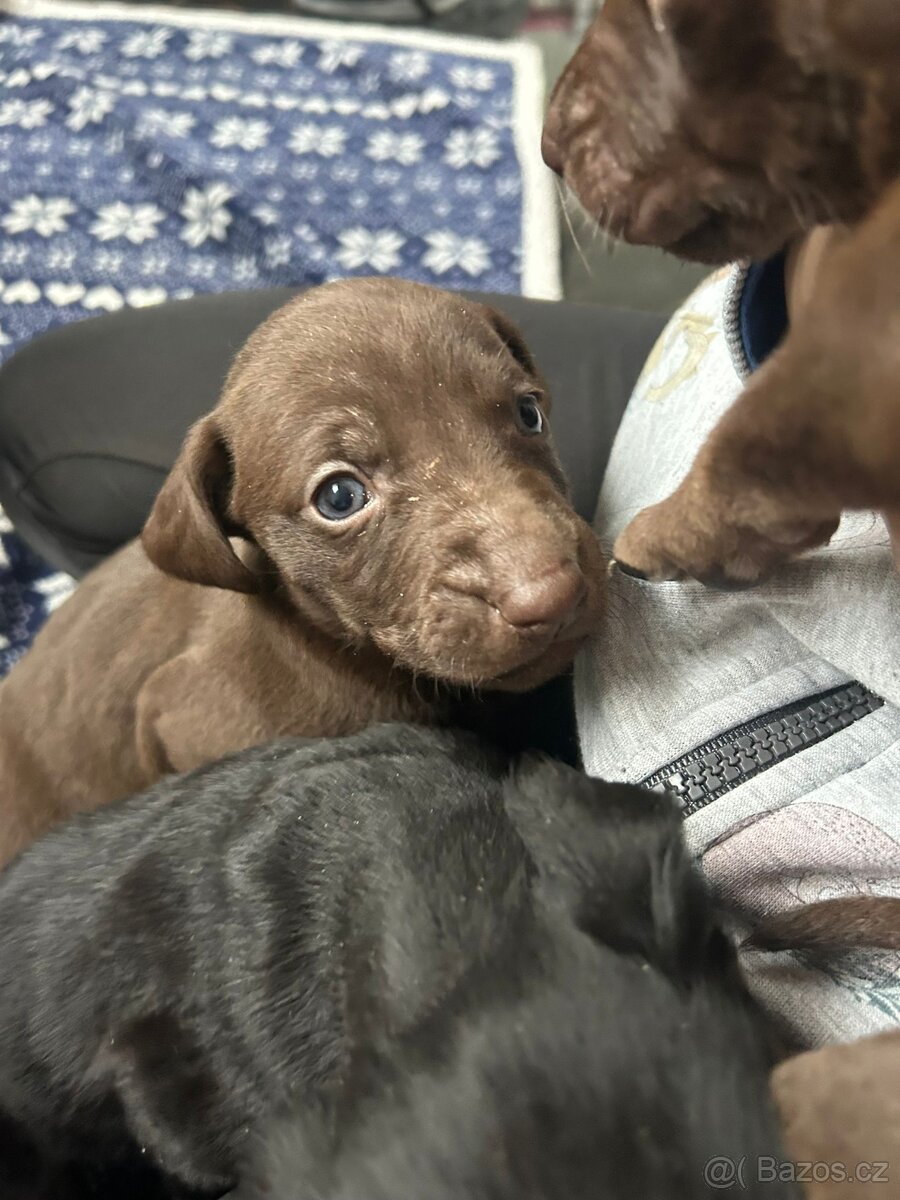 Pejsek pro rodinný život - 4