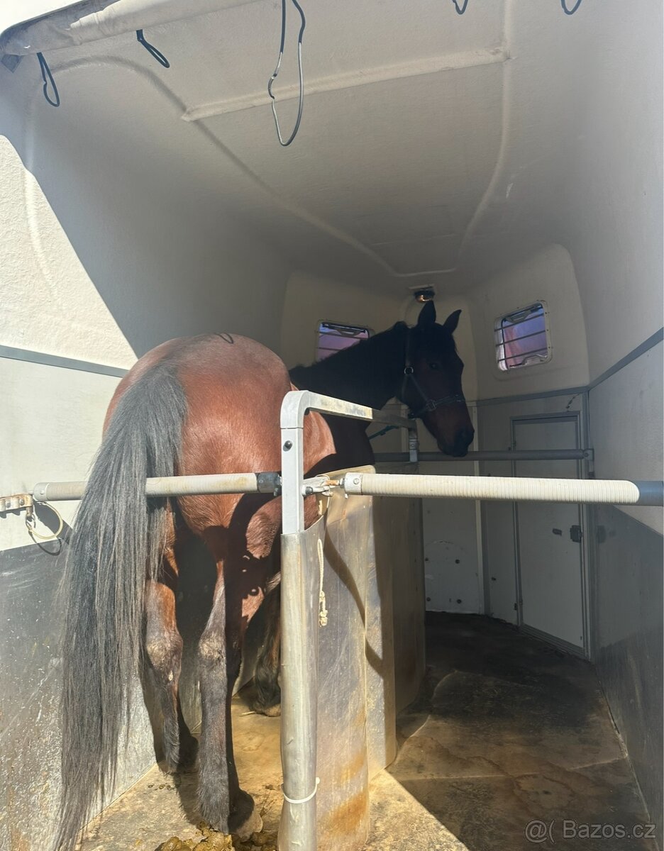 Přeprava koní - 4