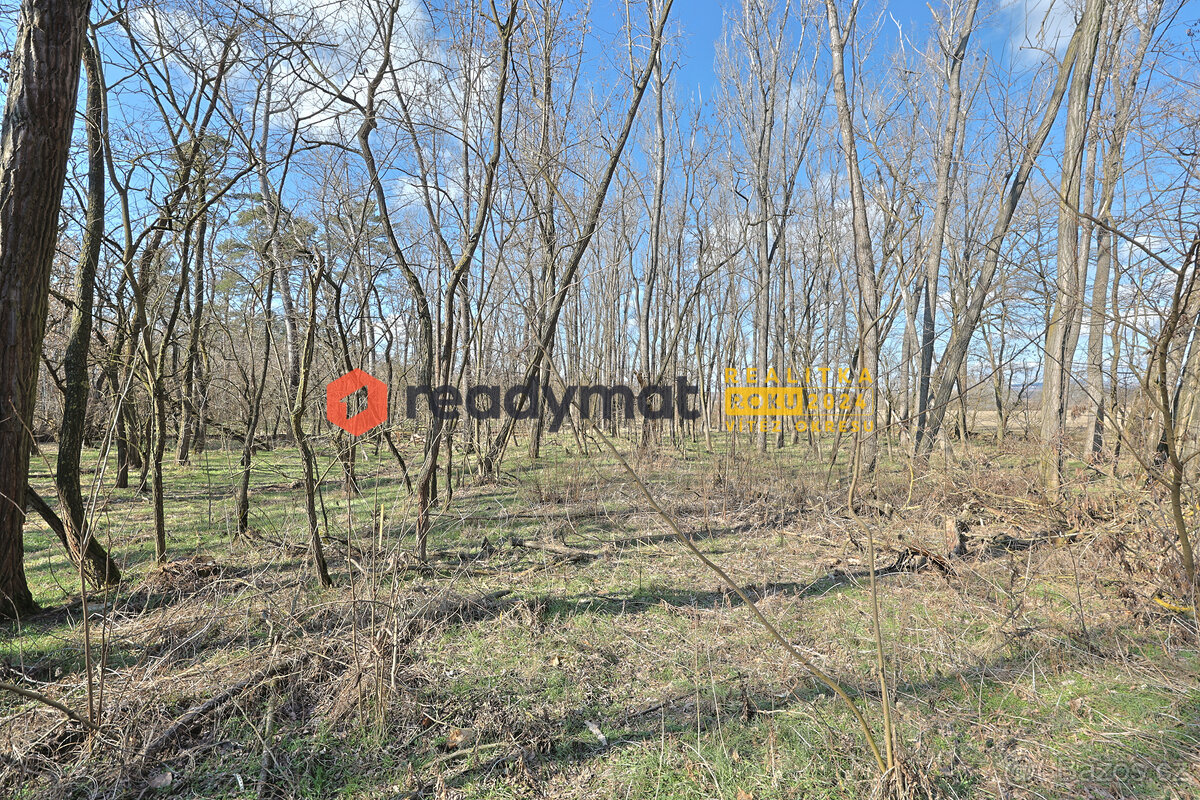 Prodej lesa, Dubňany, 5 323 m2 - 4