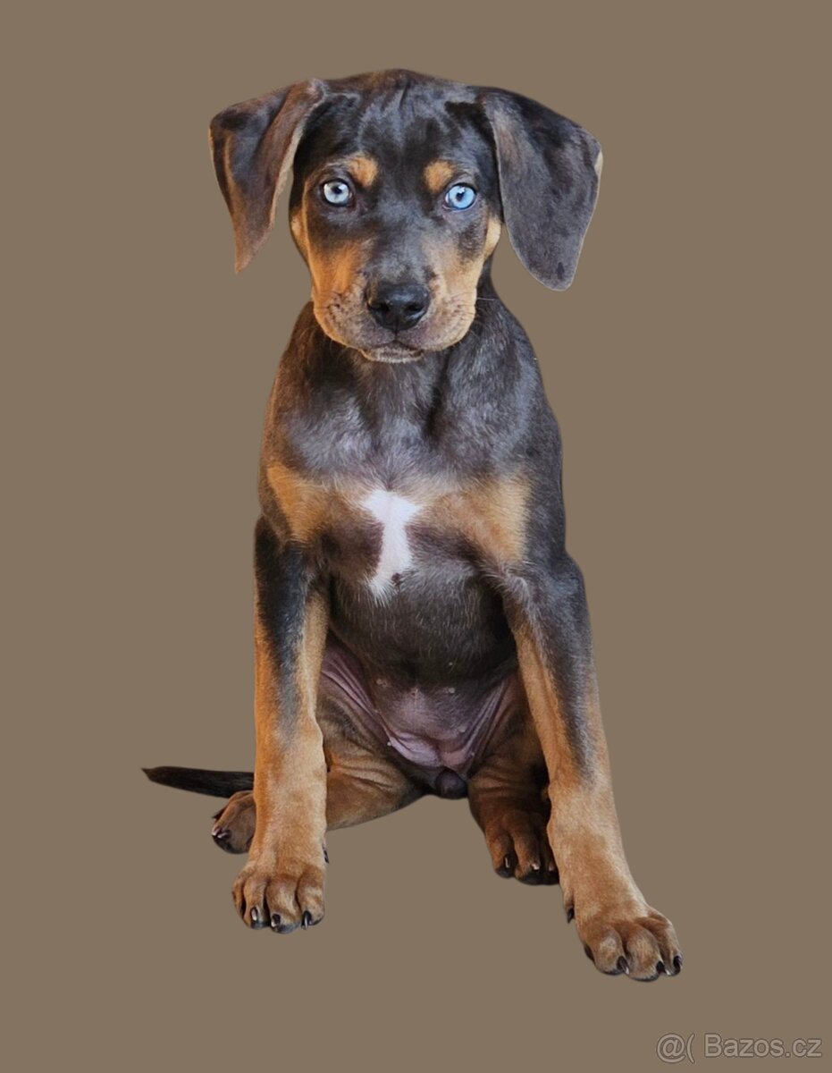 Louisianský leopardí pes - 4