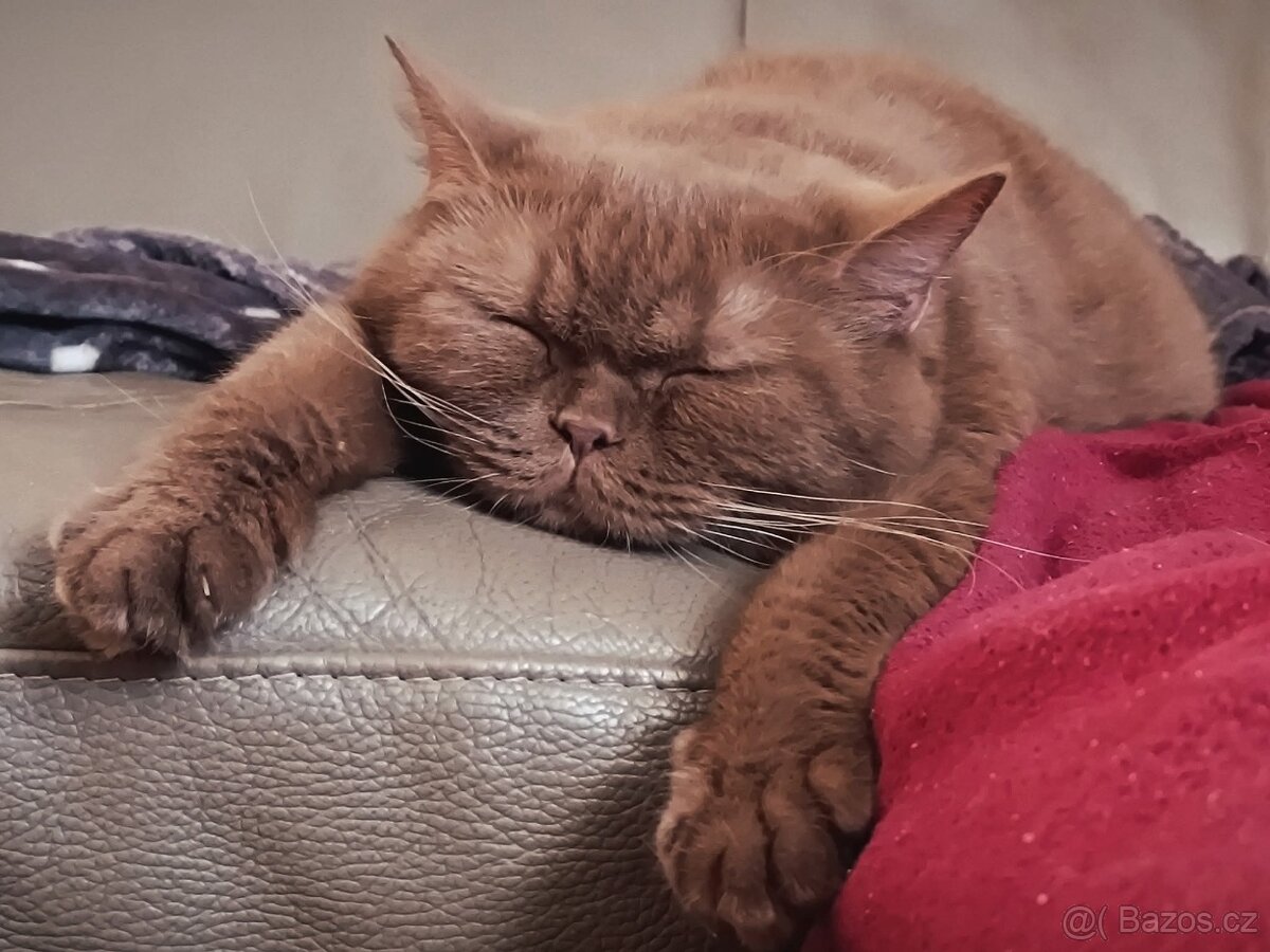 Vánoční britské koťátko - 4