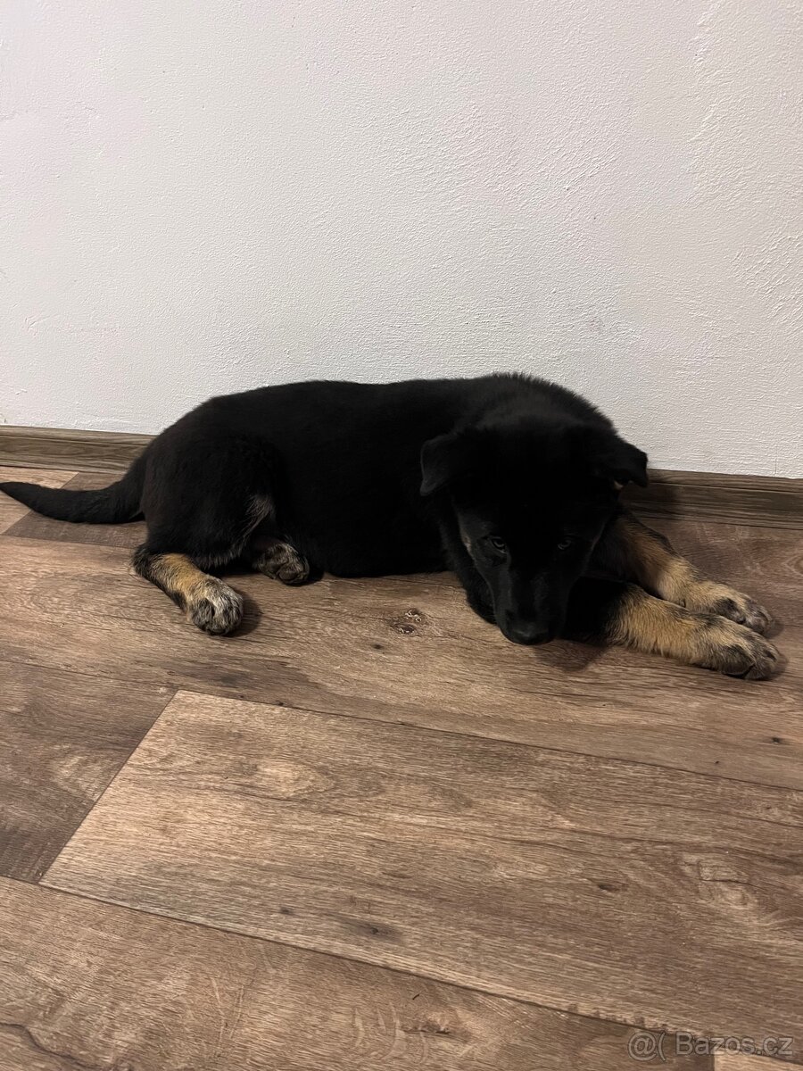 Štěňátko křížený husky a německý ovčák - 4