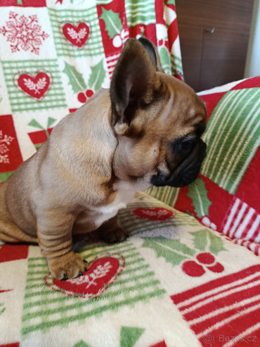 FRANCOUZSKÝ BULDOČEK - 4