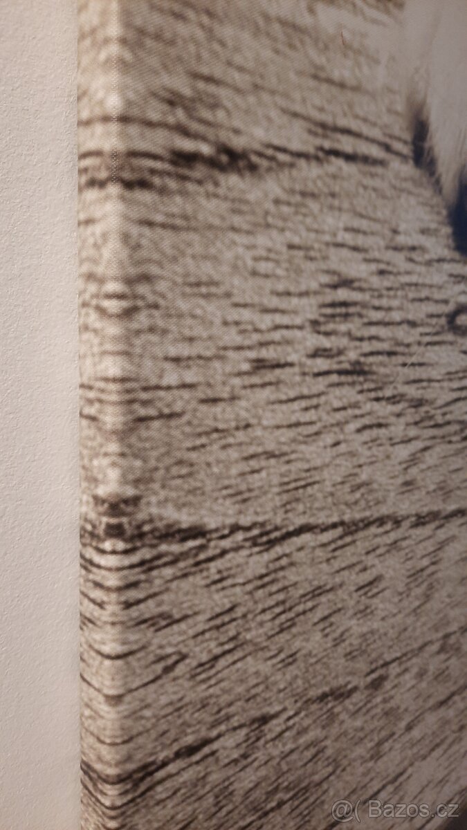 Obrazy na plátně Dětská kočka - 4