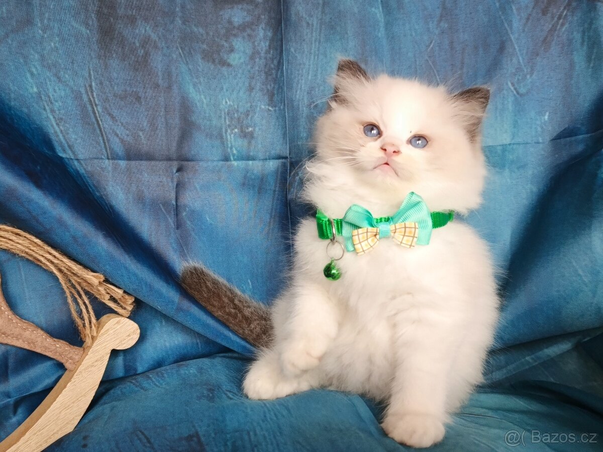 Ragdoll s PP - 4