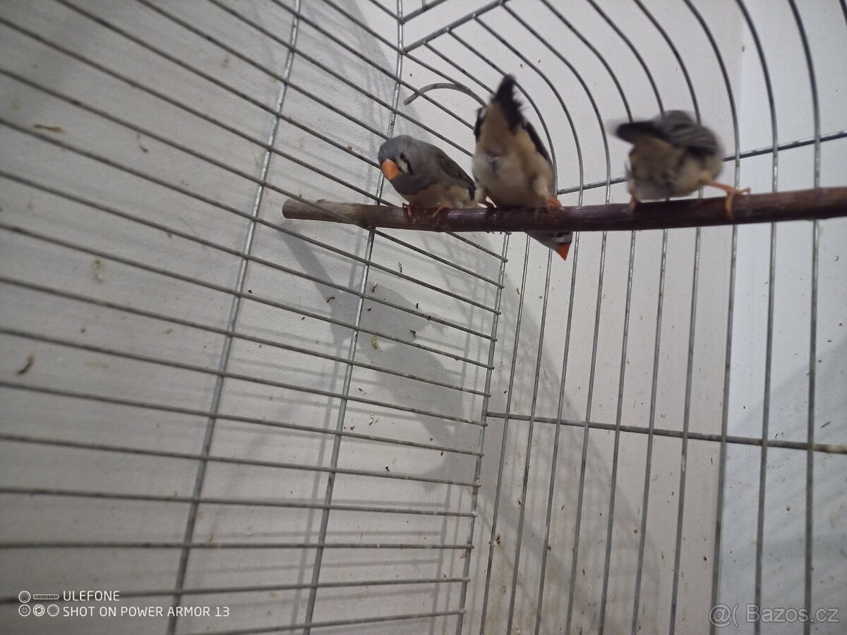 Zebricky, ryzovniky, krepelky. - 4