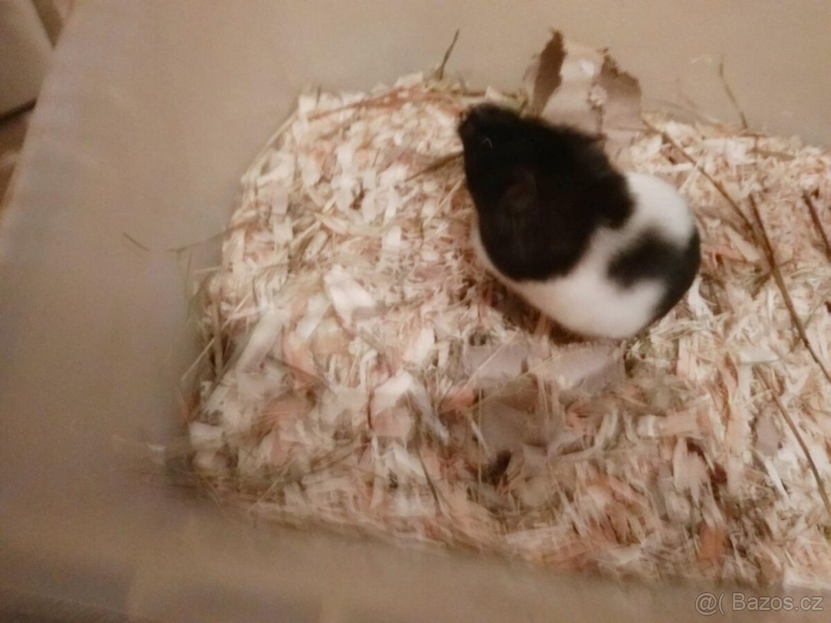 Křeček syrský/zlatý - 4