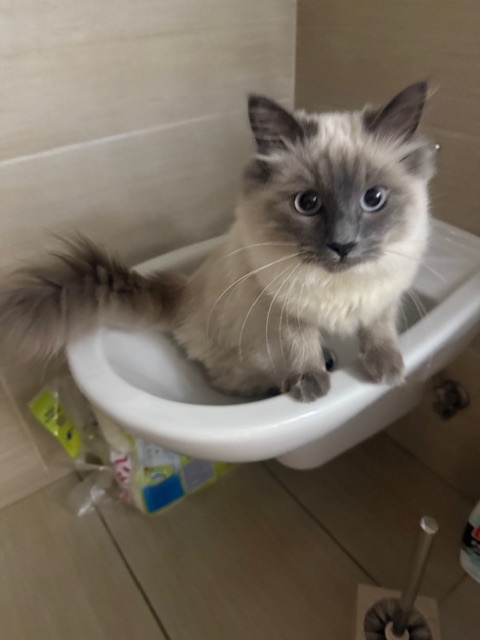 Kočička Ragdoll - 4