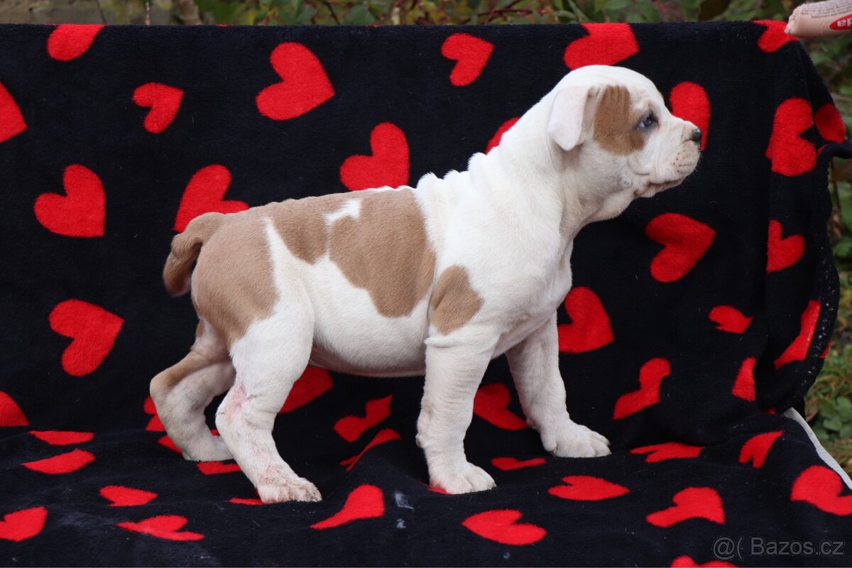 Americký stafordšírský teriér s PP pejsek SPIRIT - 4