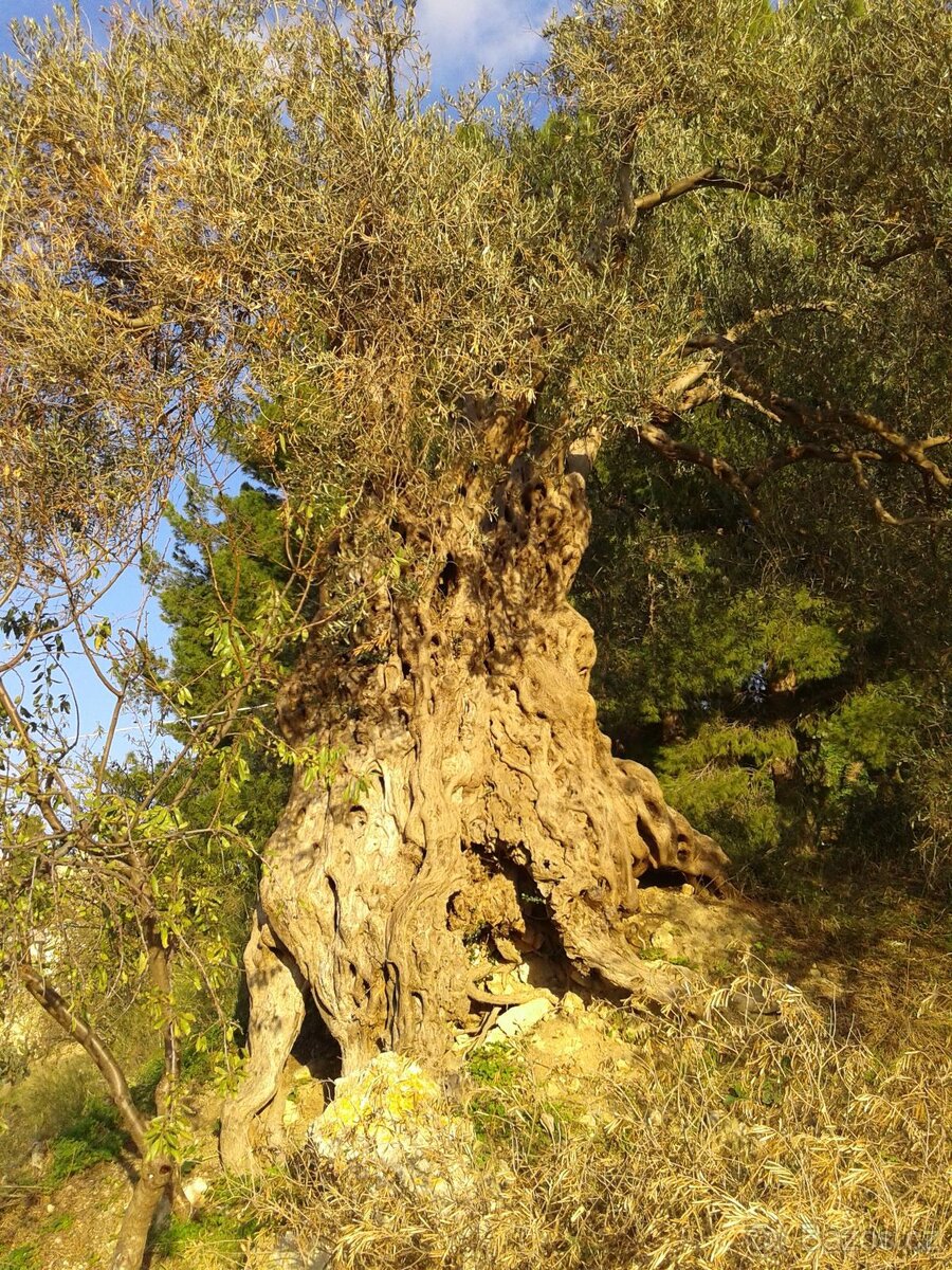 Panenský olivový olej - 4