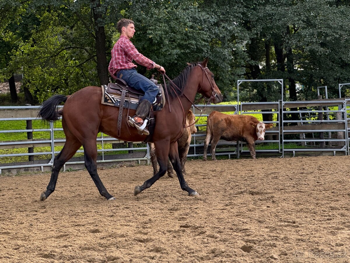 Valach quarter horse - 4