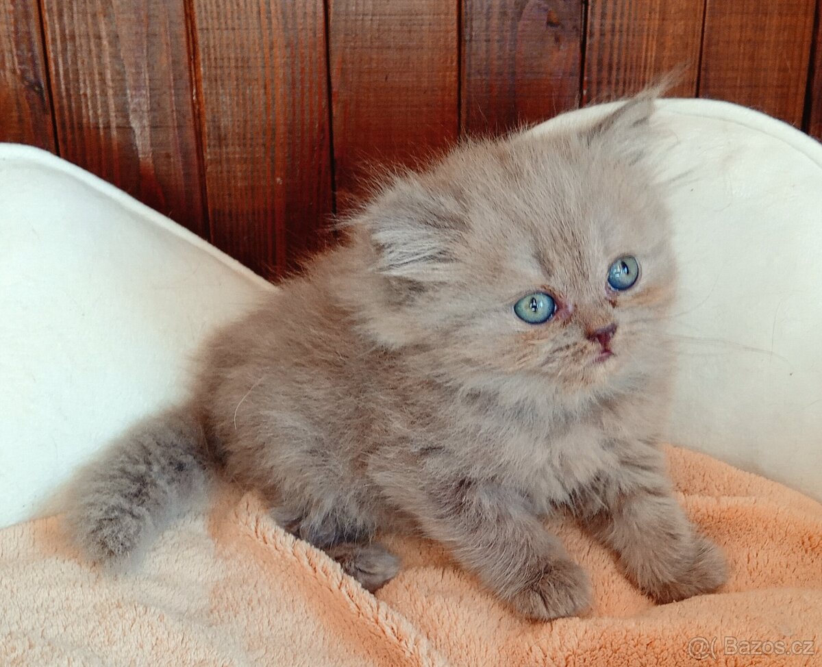 Britská koťátka s PP - 4
