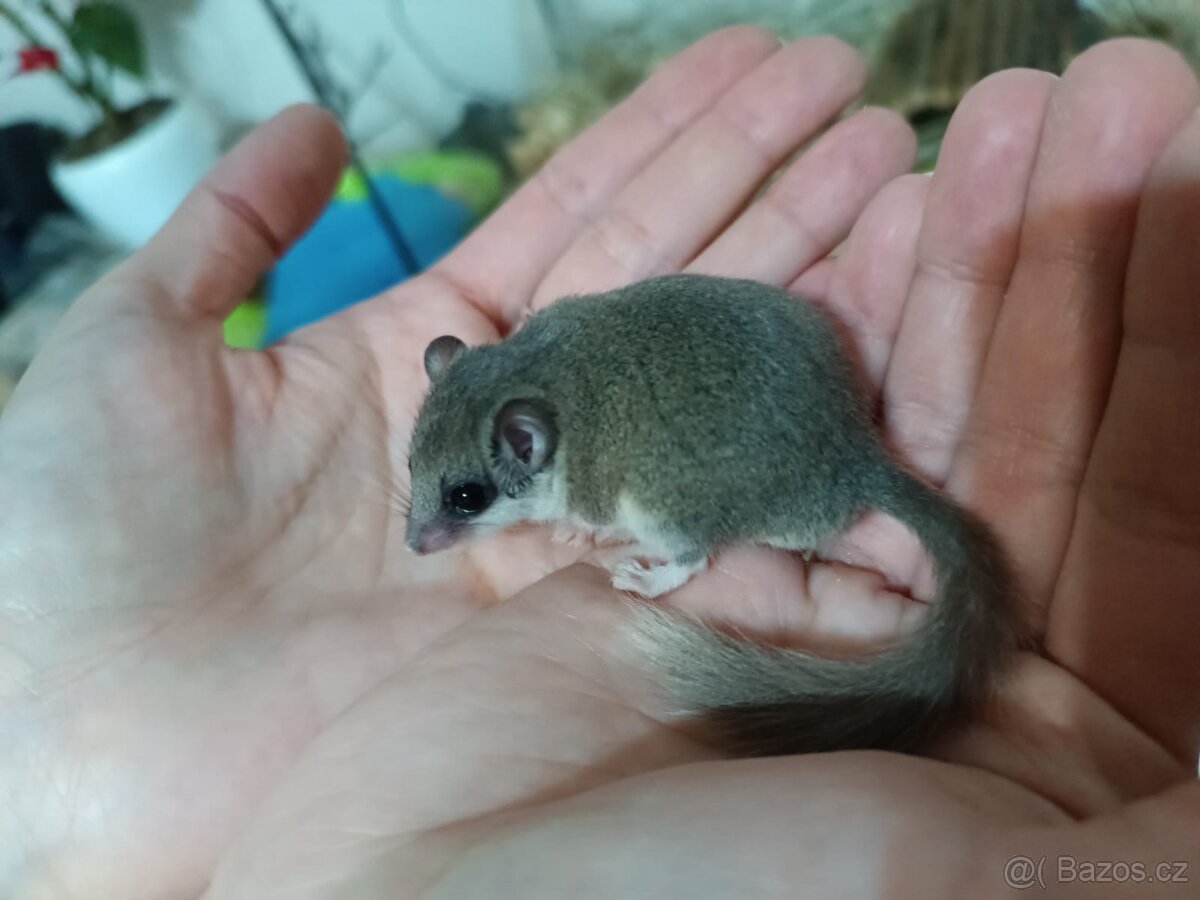 Plšík africký - 4