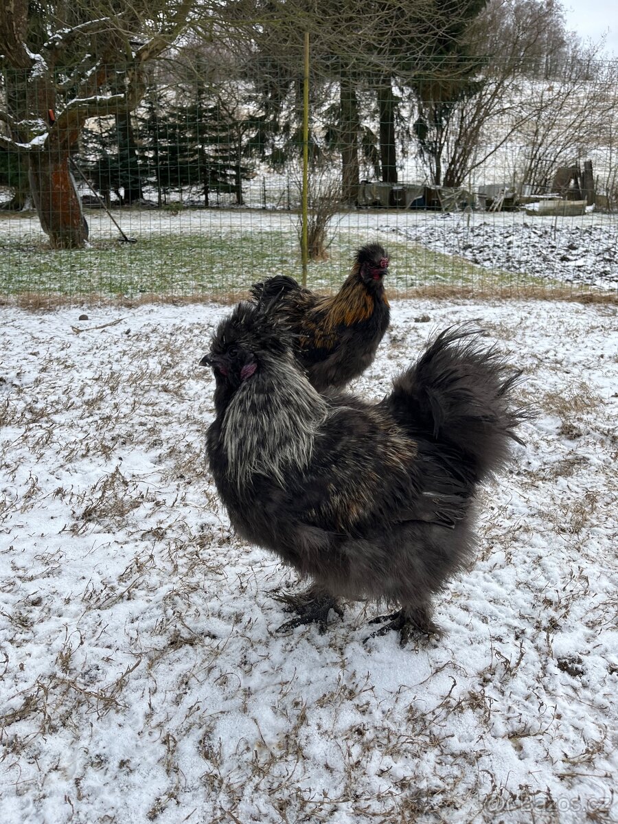 Kohout hedvábničky - 4