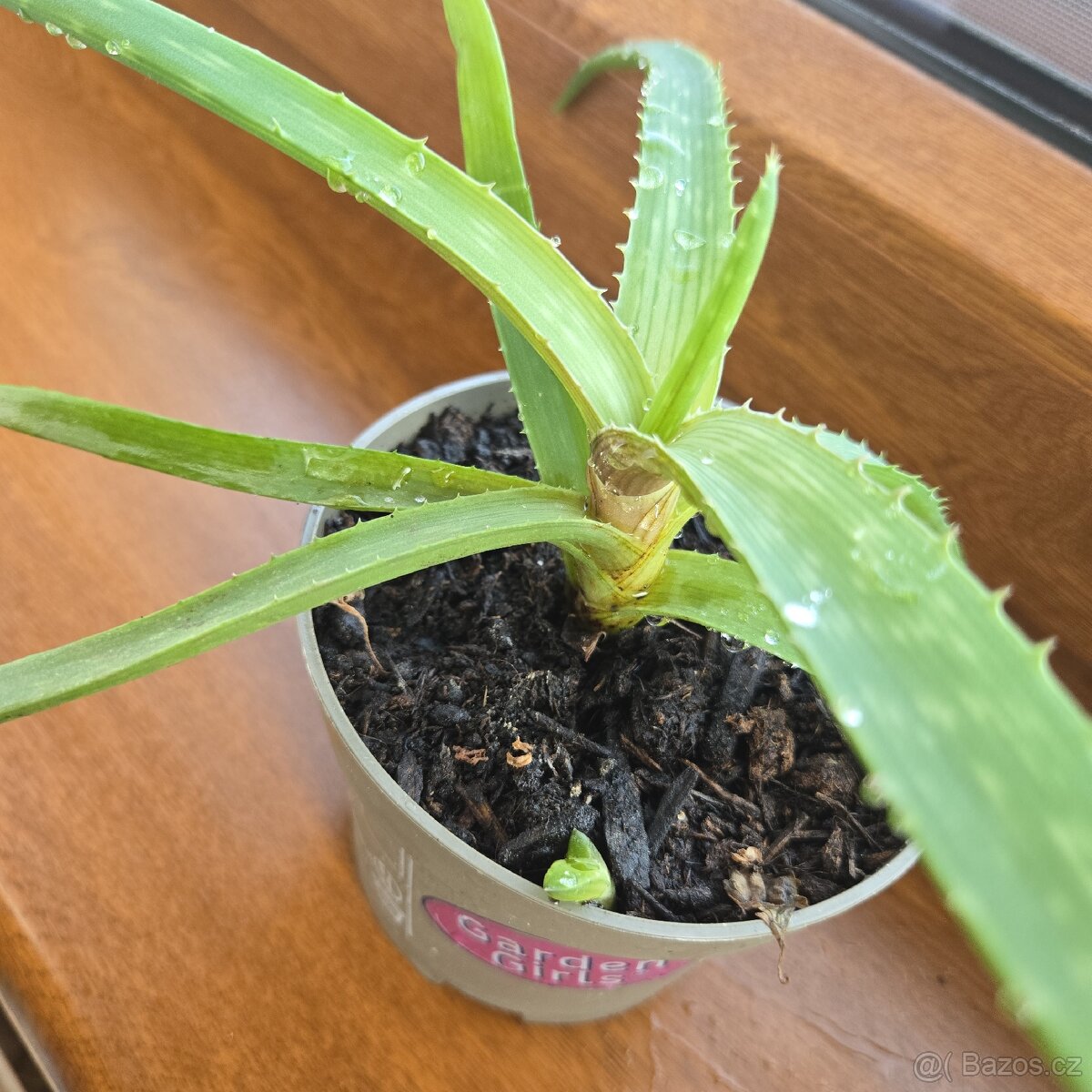 Aloe Vera sadičky - 4