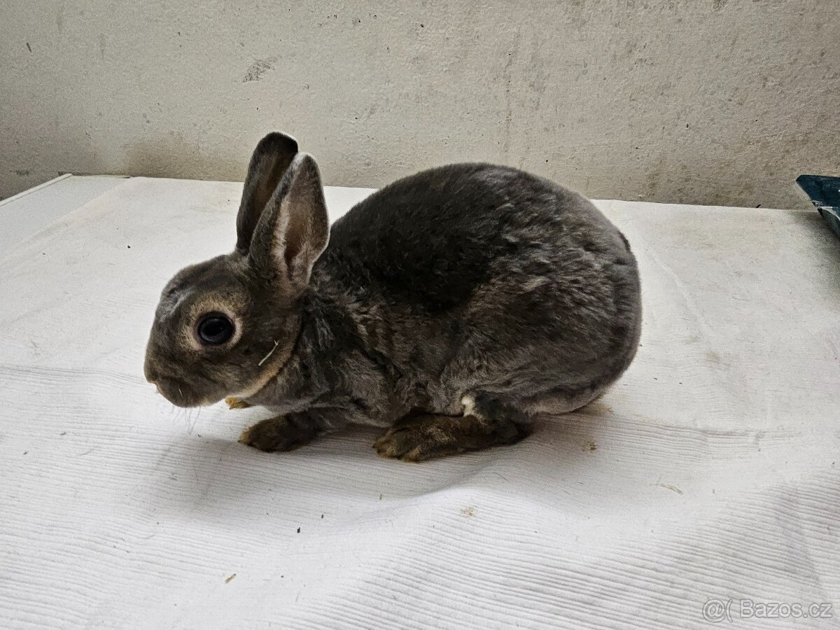 Zakrslý králíček - 4