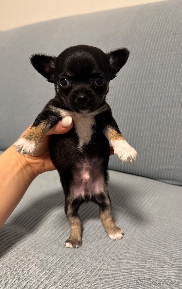 Čivava štěně - 4