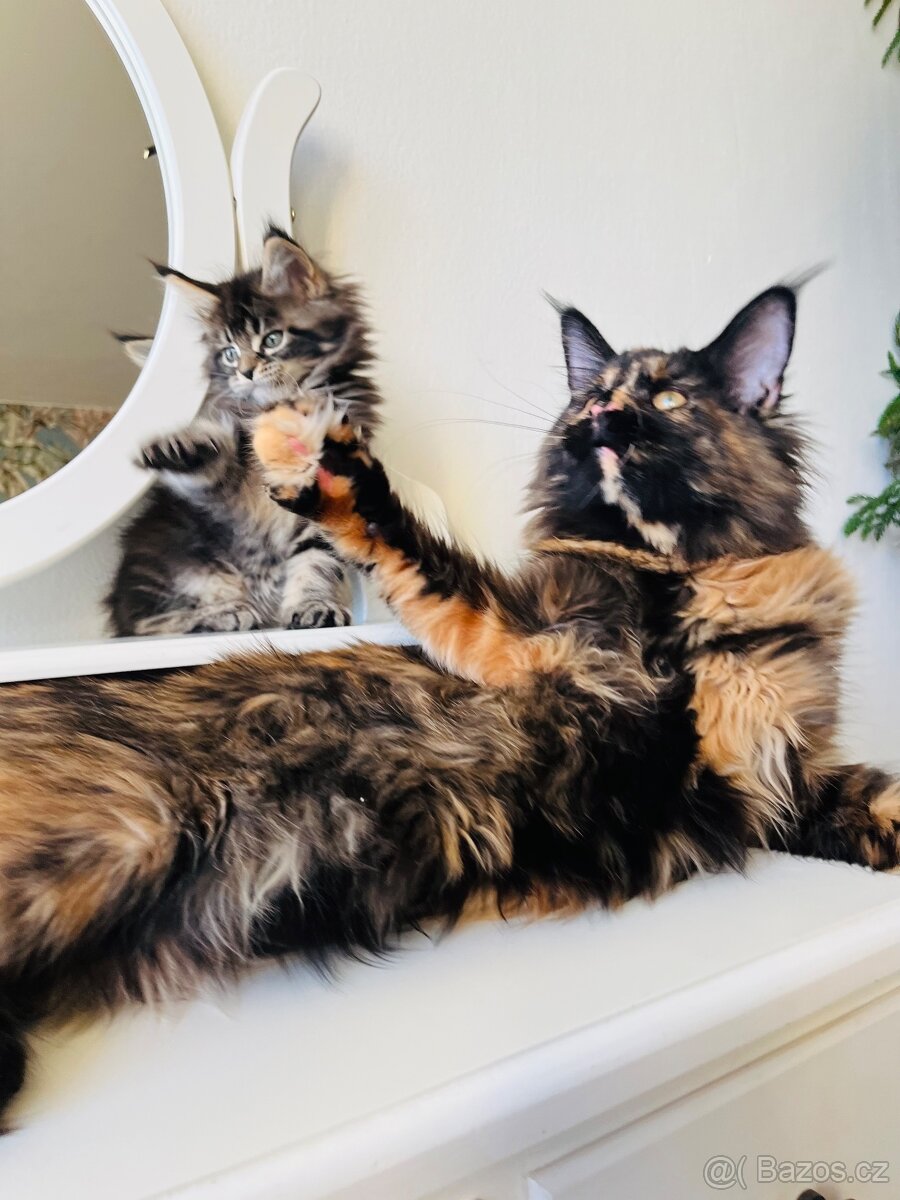 Mainská mývalí s pp - 4