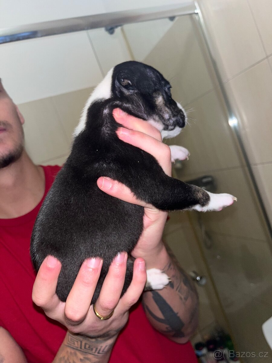 Prodám štěňata - 4