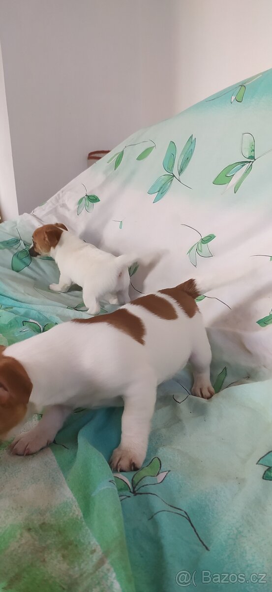 Jack Russell teriér - 4