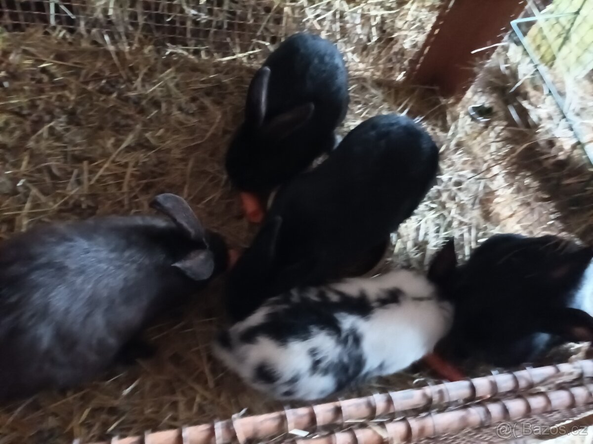 Prodám králíky - 4