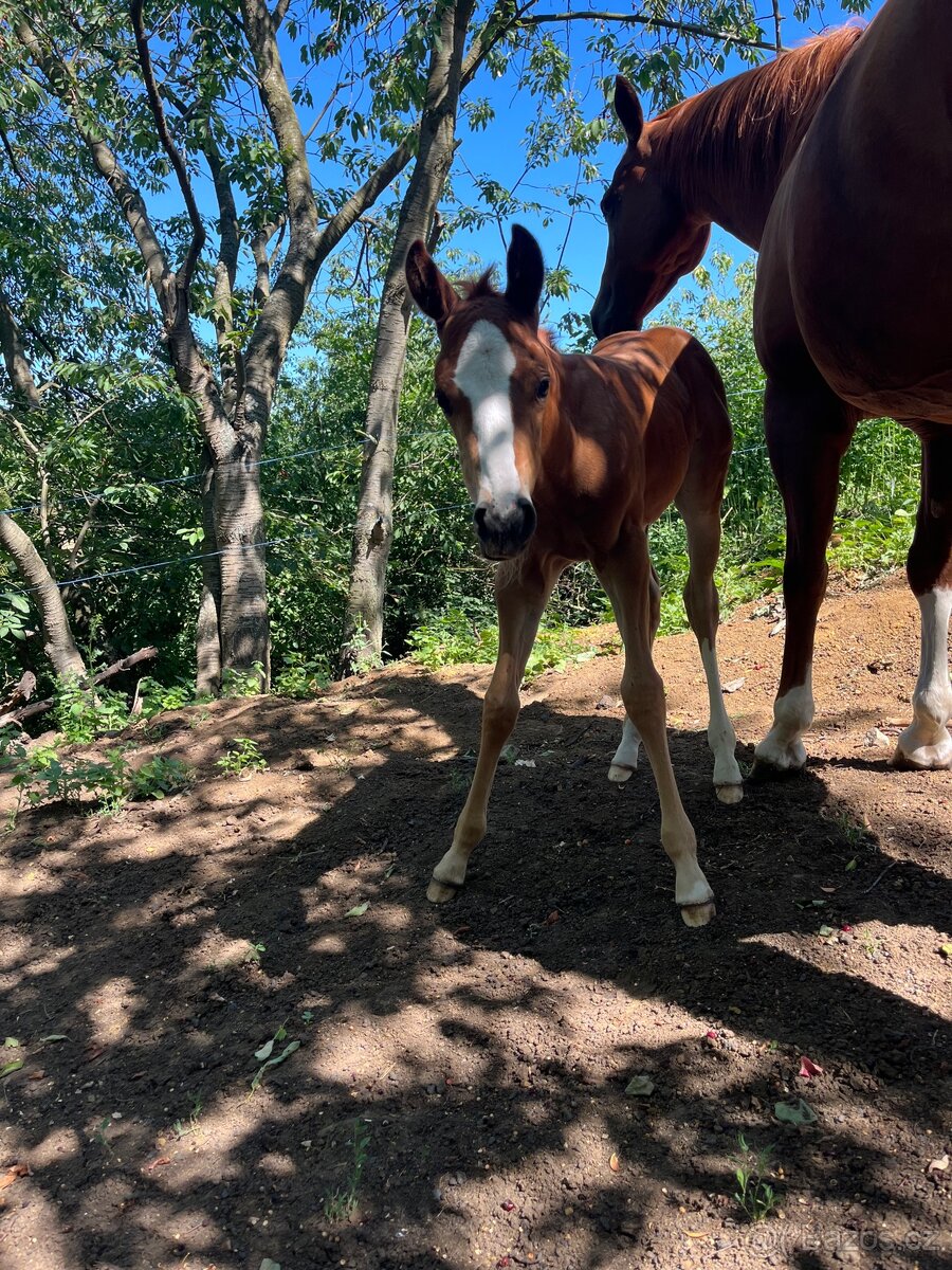 Hřebeček Million po Taris Quo Vadis - 4