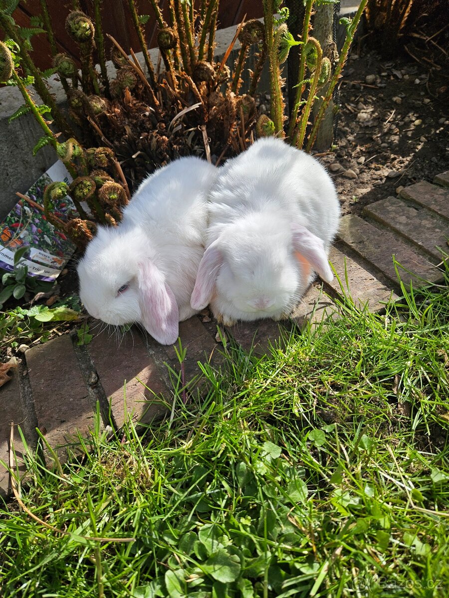 Zakrslý králík - 4