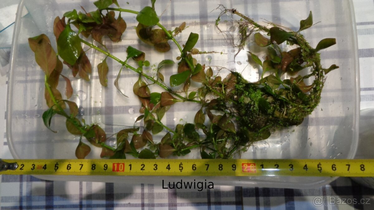 Akvarijní rostliny Ludwigia, Douška Růžkatec - 4