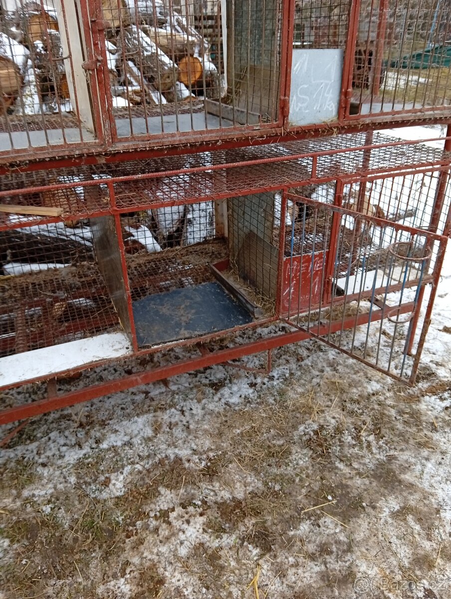 8 mi kotcova kralikarna - 4