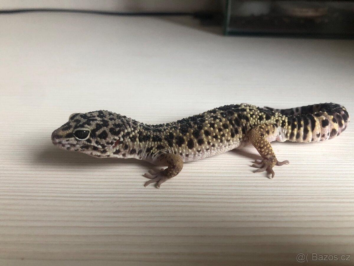 Gekončík noční - 4
