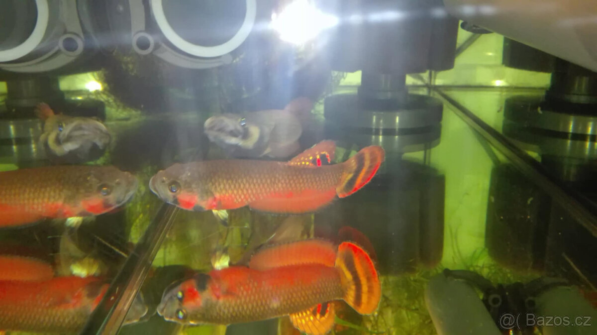 Betta Macrostoma - 4