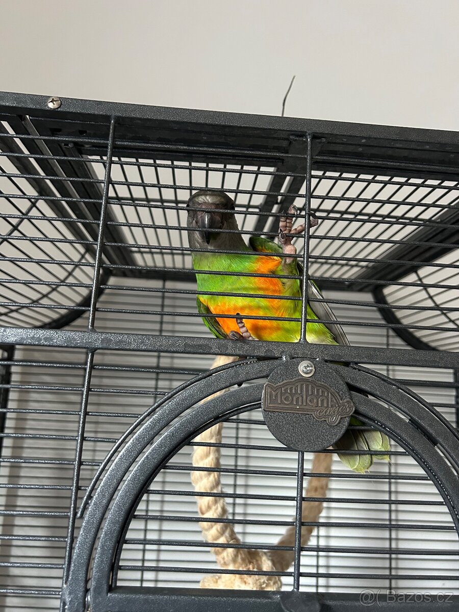 Dokrmený papoušek senegalský - 4