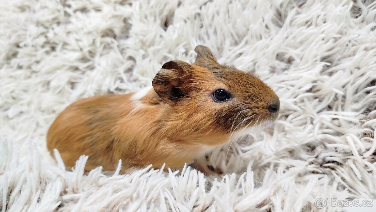 Morče, Morčata, Morčátko, Morčátka-JACOB A JAMES - 4