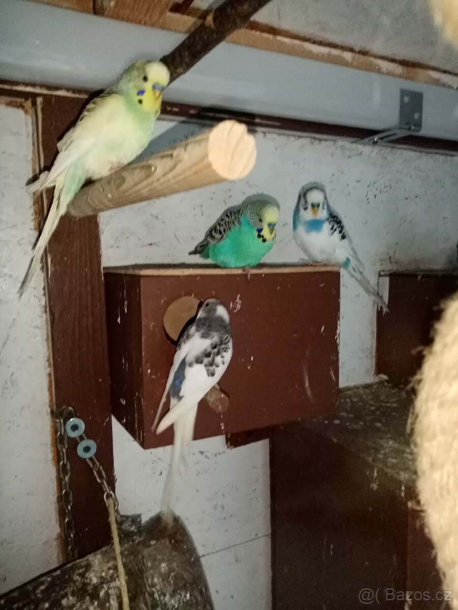 Prodám andulky vlnkované - 4