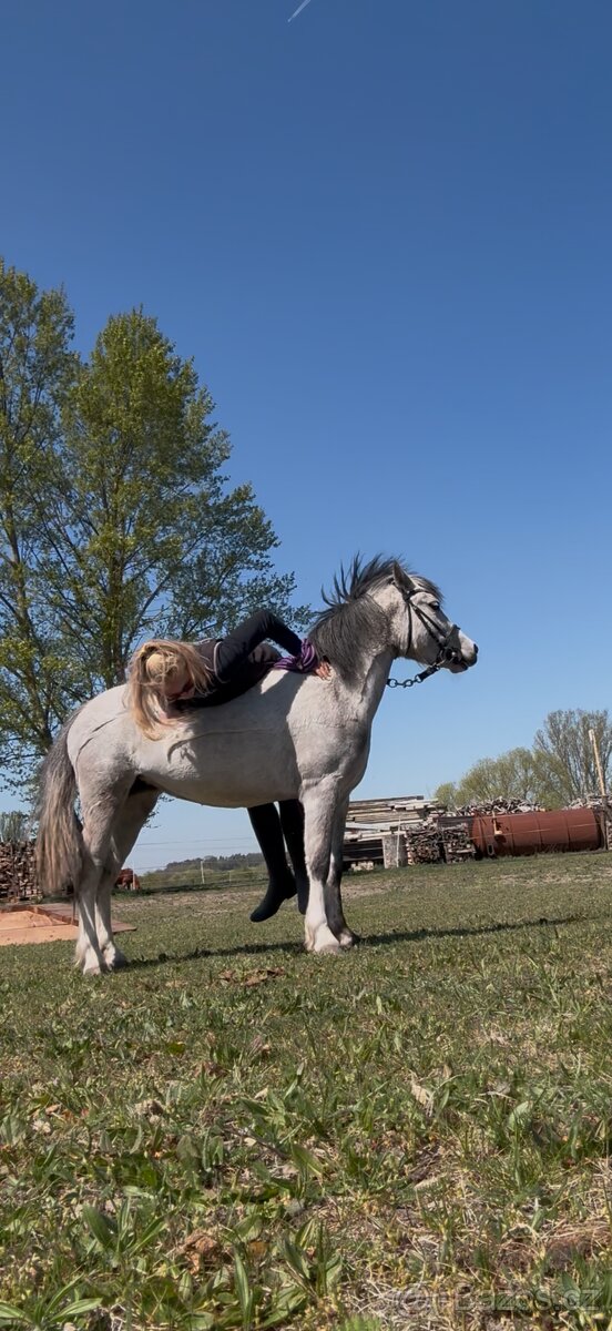 Welsh pony - 4
