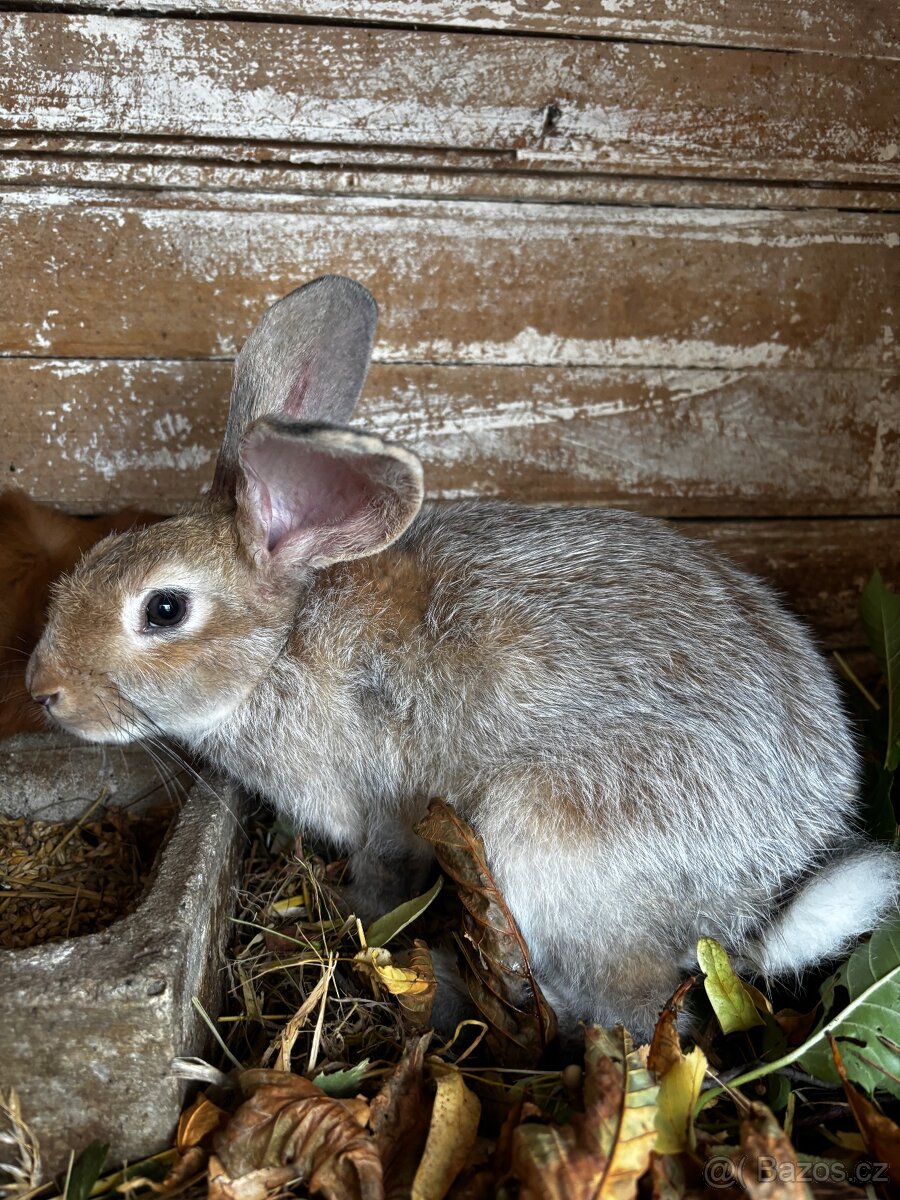 Králík - 4