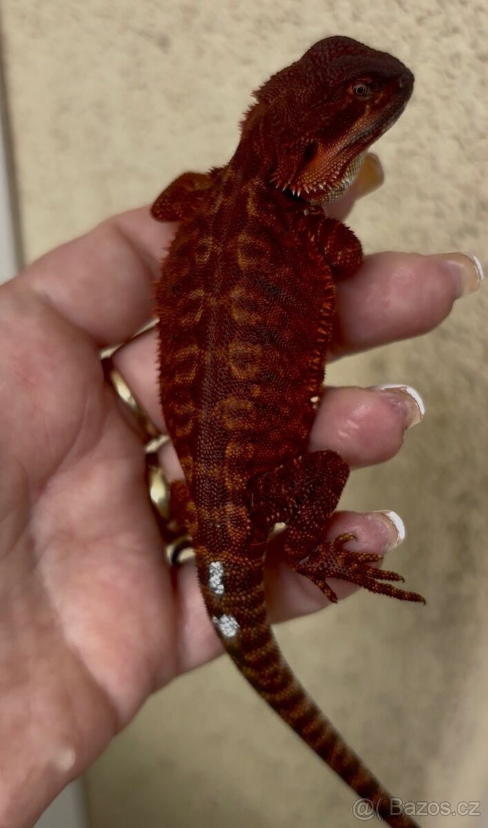 Agama vousata - sameček 100% Dark Monster Leatherback - 4