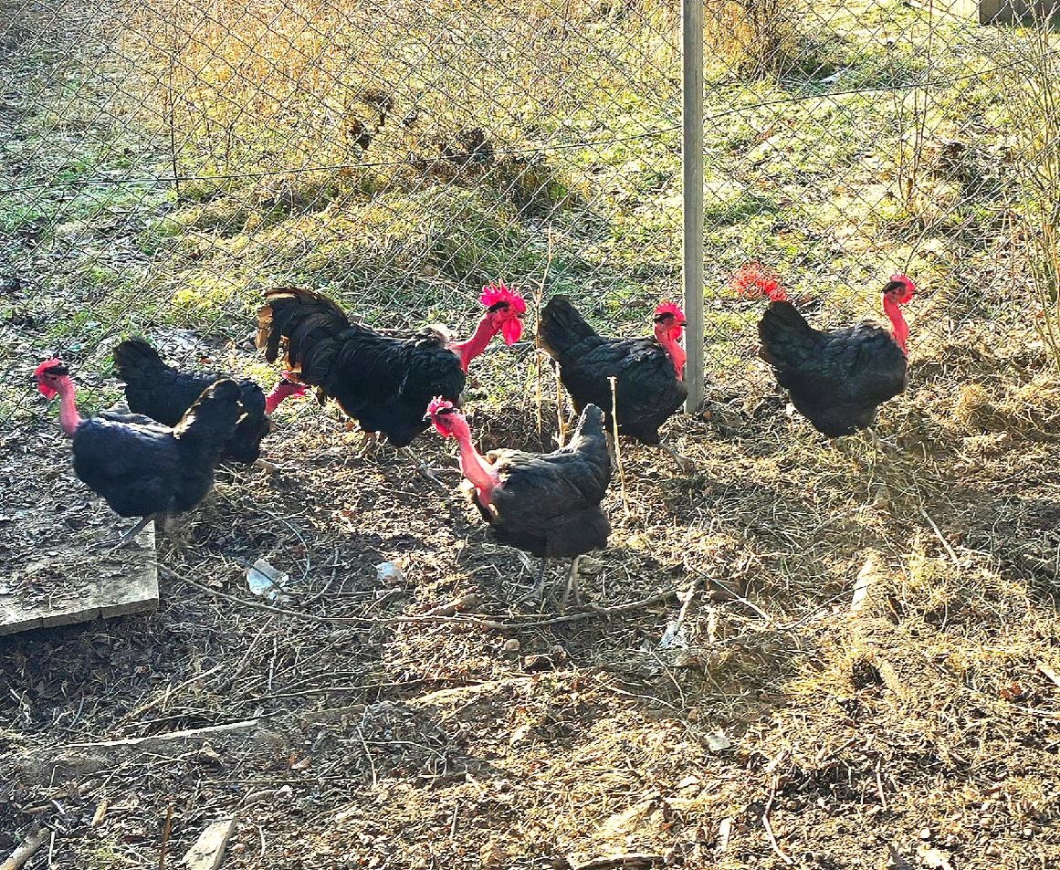 Holokrčka černá - 4