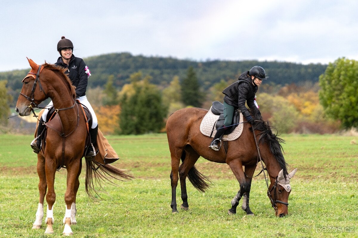 Hodná klisna do hobby sportu nebo rekre - 4