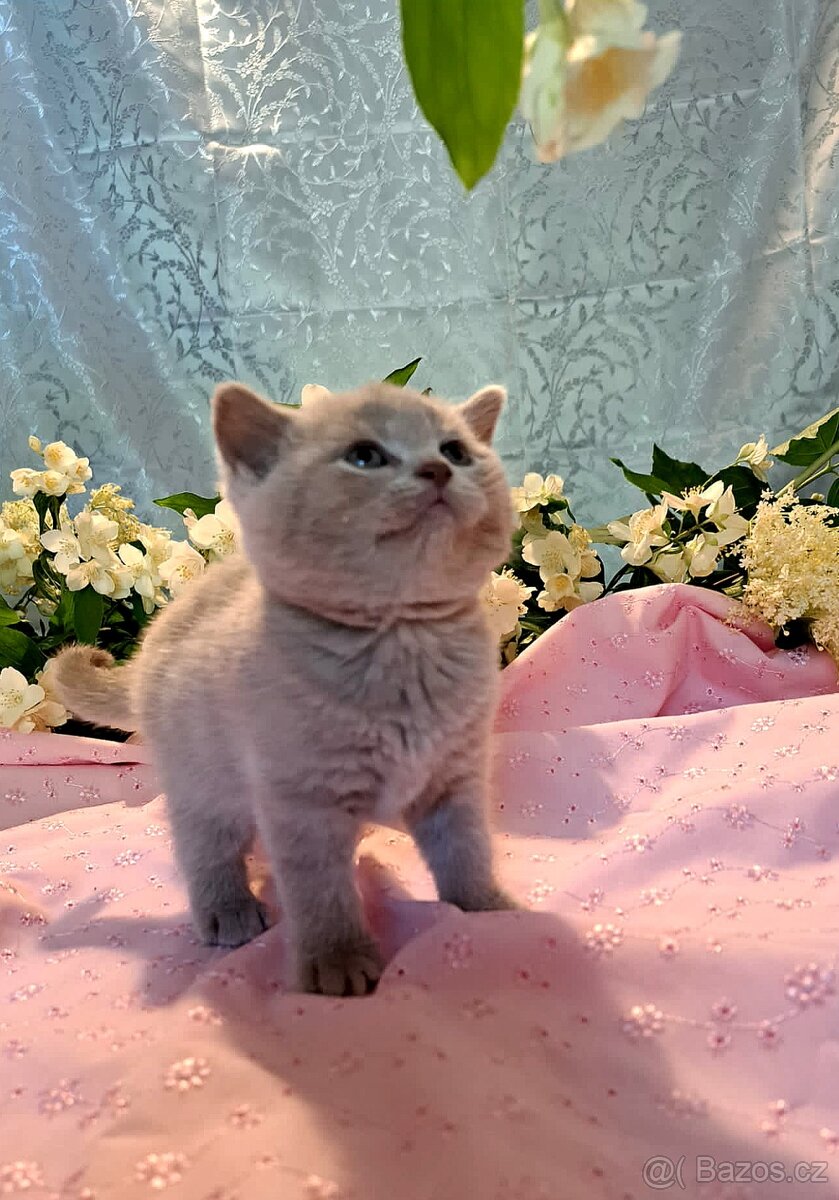 Britská koťata - 4