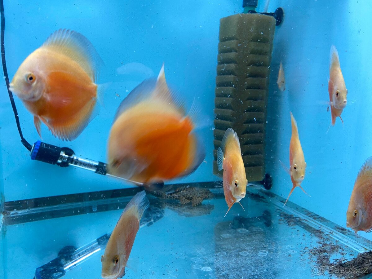 Terčovci - discusy RED VALENTINE - 4