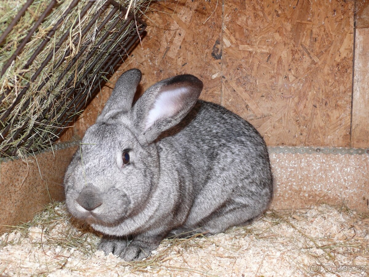 Prodám poslední křížence králíků - 4