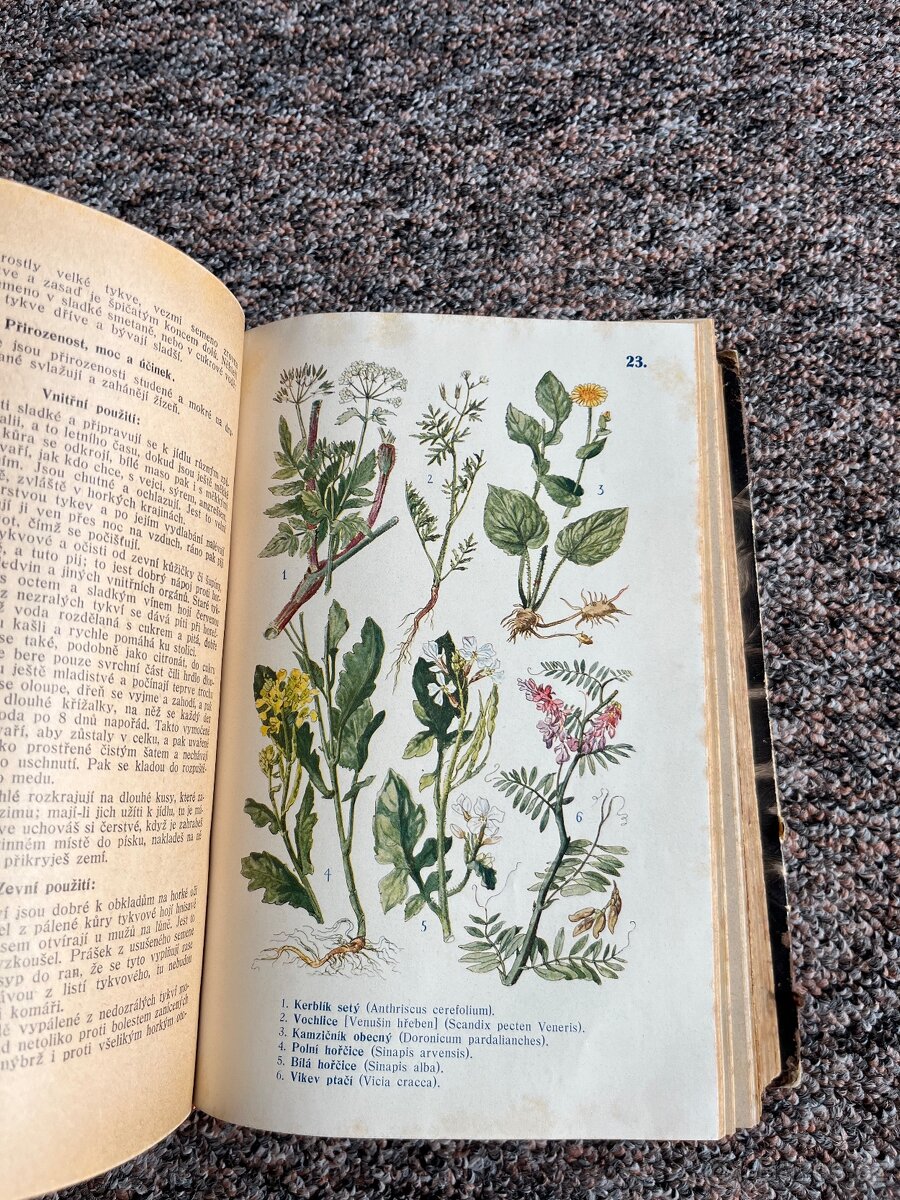 Mathioliho herbář 1931 - 4