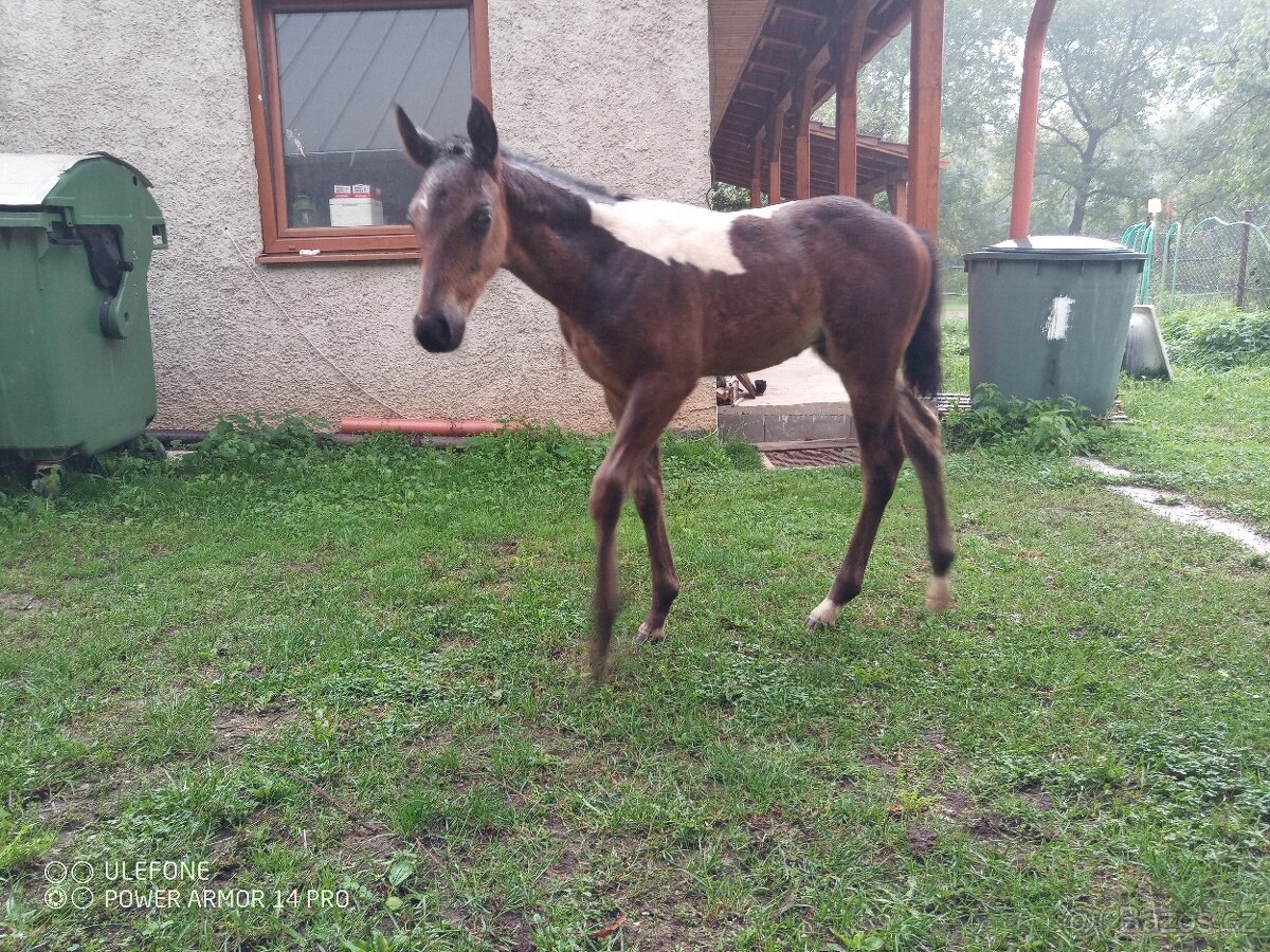 Aph, American paint horse, valach,qh - 4