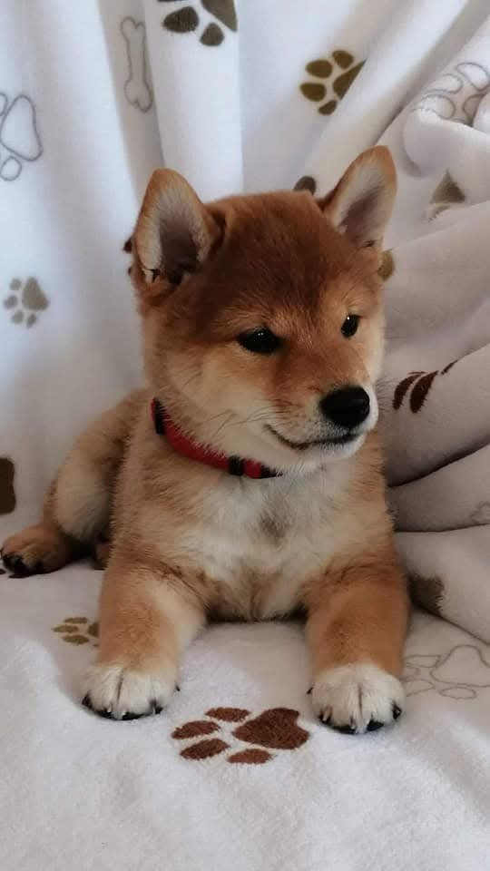 Shiba Inu - 4