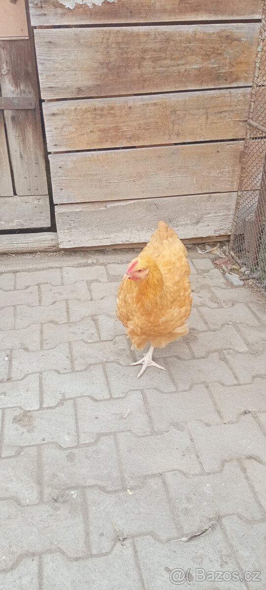 Kohouti Orpingtonka - 4